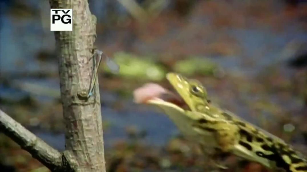 ⁣Evolution - What Darwin Never Knew - NOVA PBS Documentary